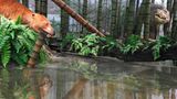 Dinosaurier - Erfolgsmodelle der Evolution - Bild 2