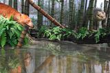 Dinosaurier - Erfolgsmodelle der Evolution - Bild 2