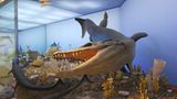 Dinosaurier - Erfolgsmodelle der Evolution - Bild 6