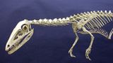 Dinosaurier - Erfolgsmodelle der Evolution - Bild 11