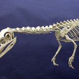 Dinosaurier - Erfolgsmodelle der Evolution - Bild 11