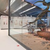 Dinosaurier - Erfolgsmodelle der Evolution - Bild 12