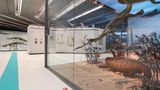 Dinosaurier - Erfolgsmodelle der Evolution - Bild 12