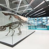 Dinosaurier - Erfolgsmodelle der Evolution - Bild 13