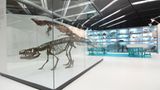 Dinosaurier - Erfolgsmodelle der Evolution - Bild 13
