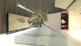 Dinosaurier - Erfolgsmodelle der Evolution - Bild 14