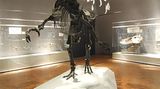 Dinosaurier - Erfolgsmodelle der Evolution - Bild 15