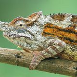 Furcifer minor