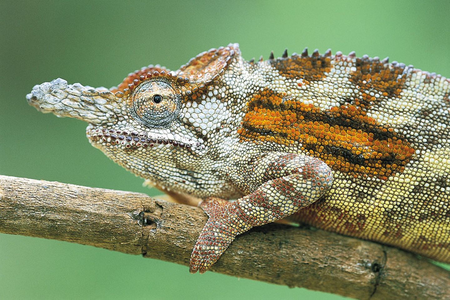 Furcifer minor