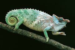 Chamaeleo pfefferi