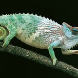 Chamaeleo pfefferi