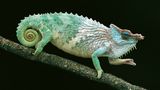 Chamaeleo pfefferi