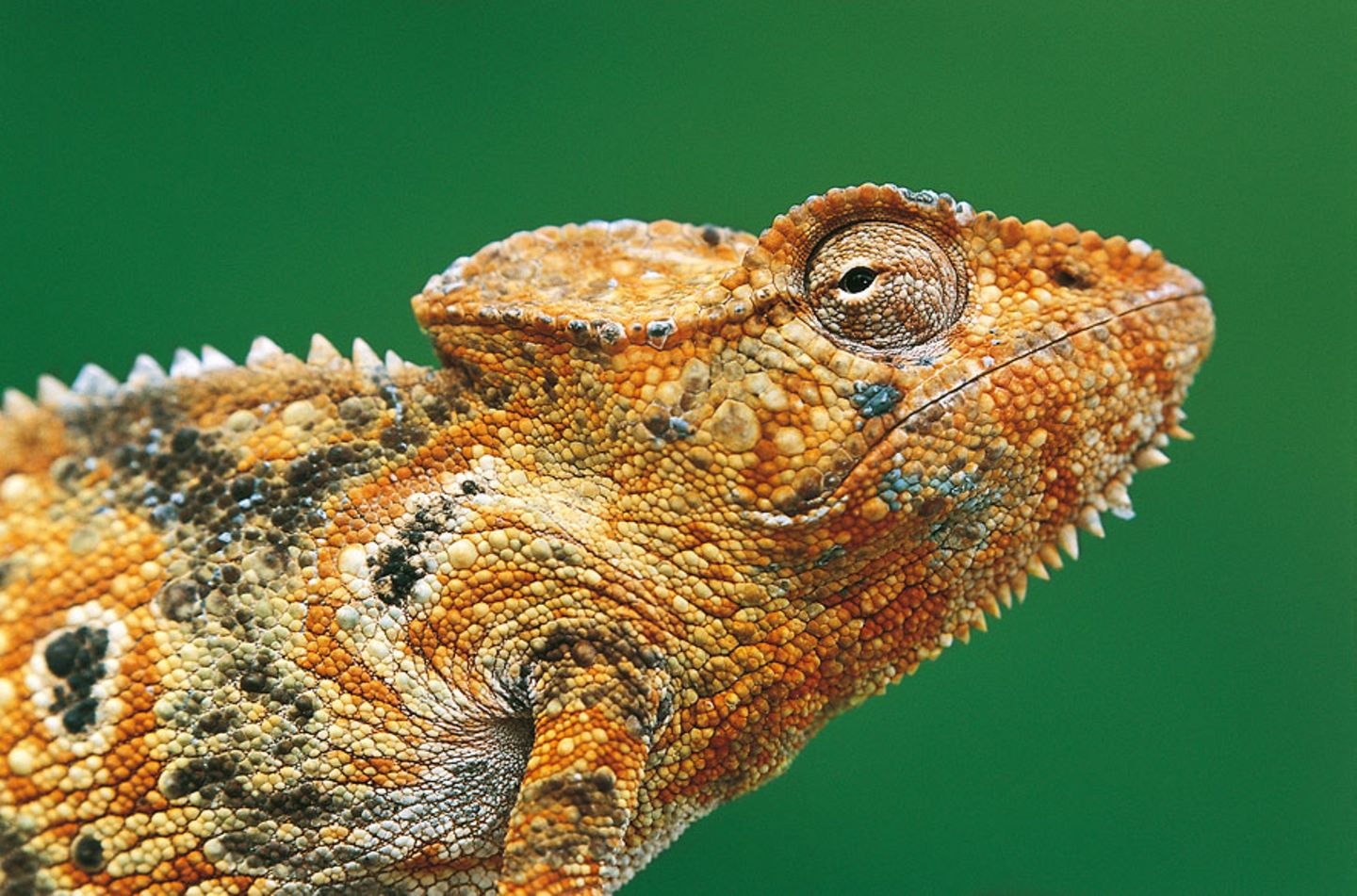 Furcifer oustaleti