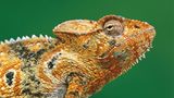 Furcifer oustaleti