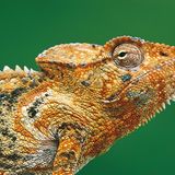 Furcifer oustaleti
