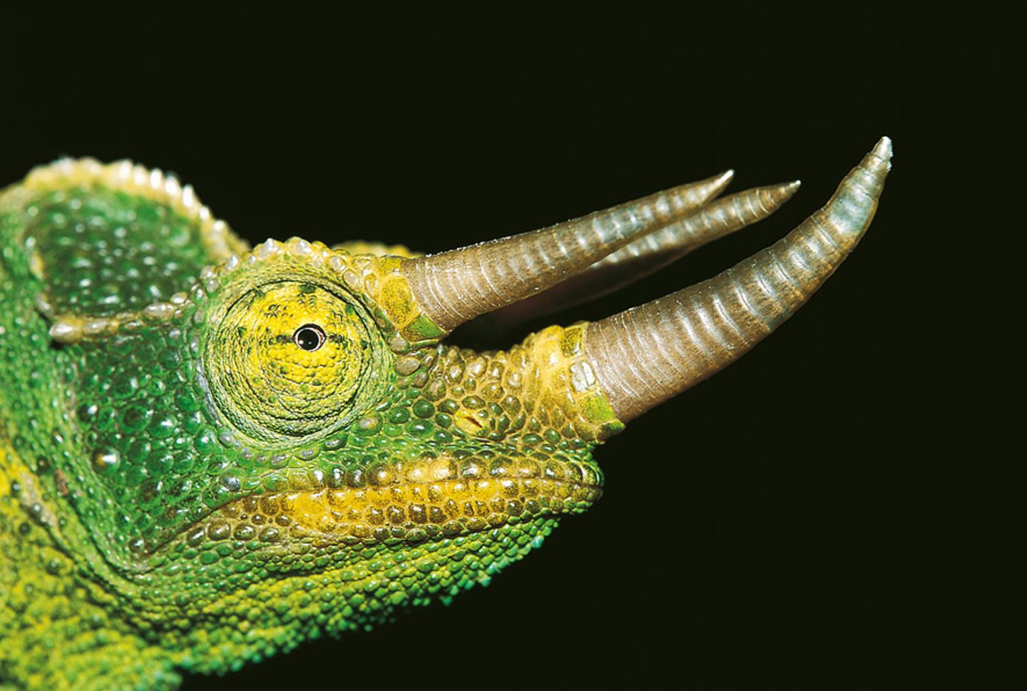 Dreihornchamäleon