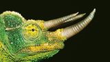 Dreihornchamäleon