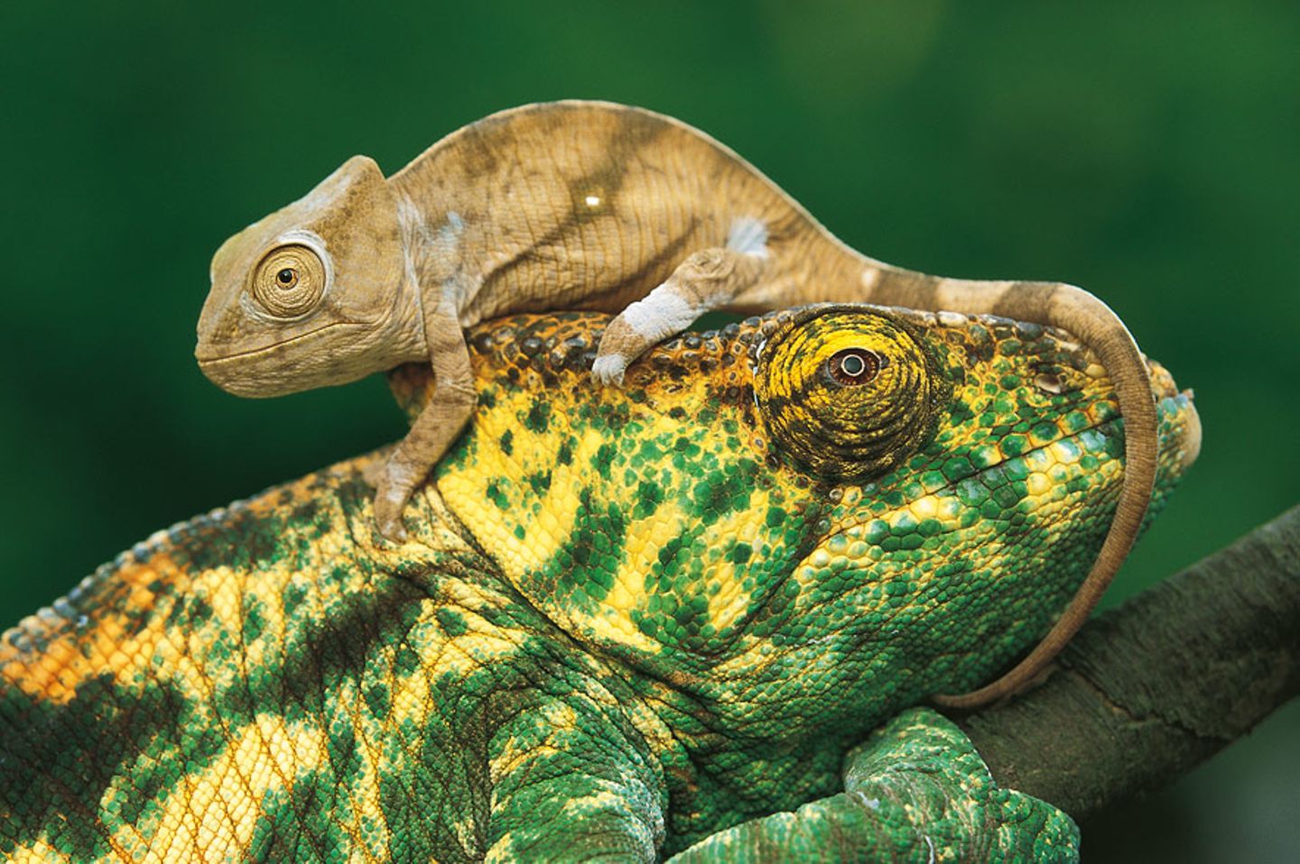 Calumna parsonii parsonii