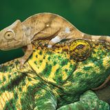 Calumna parsonii parsonii