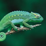 Chamaeleo wiedersheimi