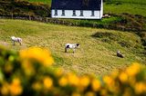 Fotogalerie zum Cover-Wettbewerb: Irland - Bild 2