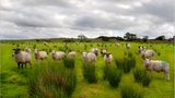 Fotogalerie zum Cover-Wettbewerb: Irland - Bild 4