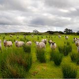 Fotogalerie zum Cover-Wettbewerb: Irland - Bild 4