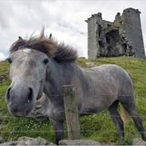 Fotogalerie zum Cover-Wettbewerb: Irland - Bild 9