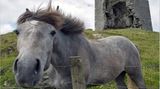 Fotogalerie zum Cover-Wettbewerb: Irland - Bild 9