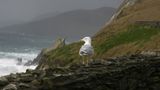 Fotogalerie zum Cover-Wettbewerb: Irland - Bild 11