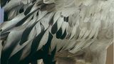 Fotogalerie: Kraniche