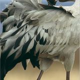 Fotogalerie: Kraniche