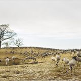 Fotogalerie: Kraniche - Bild 2