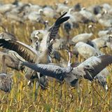 Fotogalerie: Kraniche - Bild 4