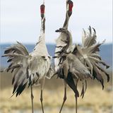 Fotogalerie: Kraniche - Bild 5