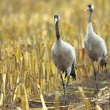 Fotogalerie: Kraniche - Bild 6