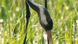 Fotogalerie: Kraniche - Bild 7
