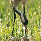 Fotogalerie: Kraniche - Bild 7