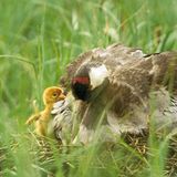 Fotogalerie: Kraniche - Bild 8