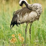 Fotogalerie: Kraniche - Bild 9