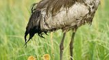 Fotogalerie: Kraniche - Bild 9