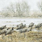 Fotogalerie: Kraniche - Bild 11