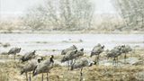 Fotogalerie: Kraniche - Bild 11