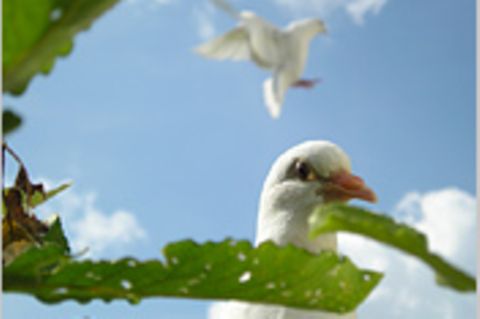 Das User-Bild des Tages - Mai 2007