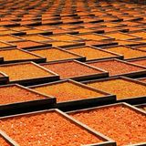 Das User-Bild des Tages - Mai 2007 - Bild 7