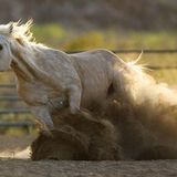 Das User-Foto des Tages - Juni 2007