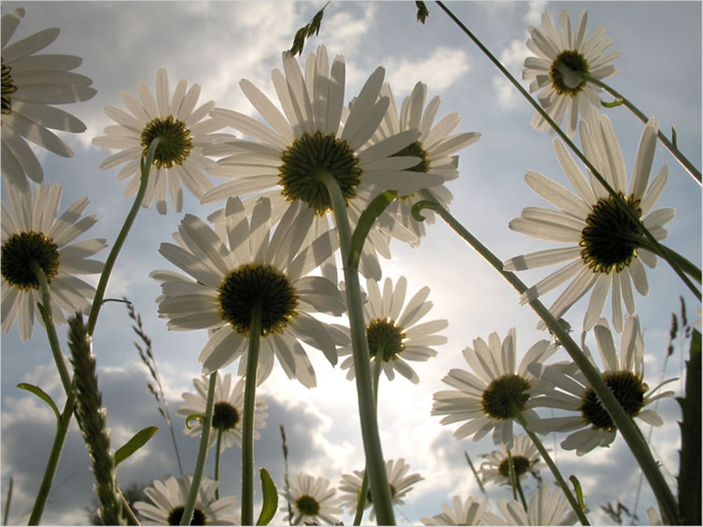Das User-Foto des Tages - Juni 2007 - Bild 8