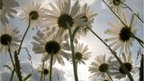 Das User-Foto des Tages - Juni 2007 - Bild 8