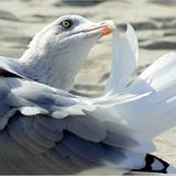 Das User-Foto des Tages - Juni 2007 - Bild 9