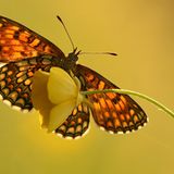 Das User-Foto des Tages - Juni 2007 - Bild 18